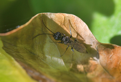 Dolichurus corniculus