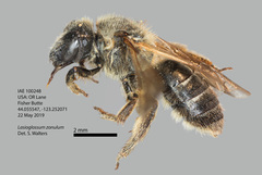 Lasioglossum zonulus