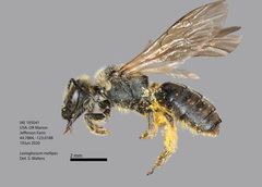 Lasioglossum mellipes