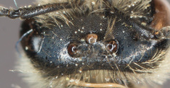 Lasioglossum titusi