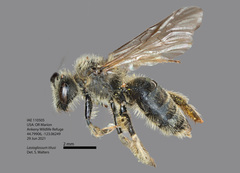 Lasioglossum titusi