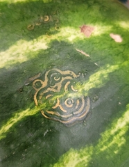 Watermelon mosaic virus