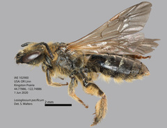 Lasioglossum pacificum