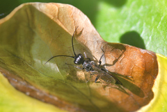 Dolichurus corniculus