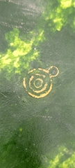 Watermelon mosaic virus