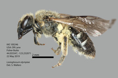 Lasioglossum olympiae