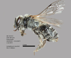 Lasioglossum sisymbrii