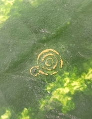 Watermelon mosaic virus