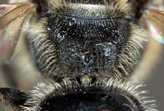 Lasioglossum olympiae