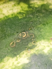 Watermelon mosaic virus