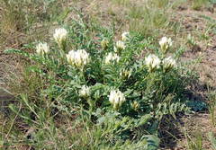 Astragalus physocarpus