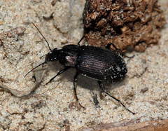 Chlaenius tristis