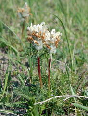 Pedicularis dasystachys