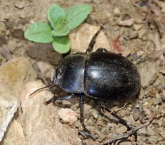 Platyscelis hypolithos