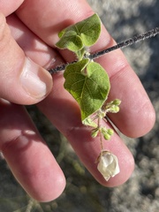 Polystemma cordifolium