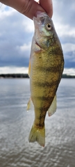 Perca flavescens