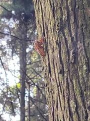 Macrosemia kareisana