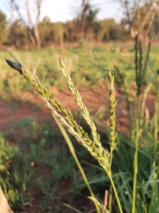 Paniceae