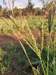 Paniceae