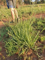 Paniceae