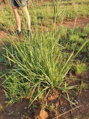 Paniceae
