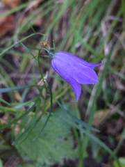 Campanula martinii