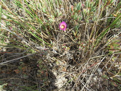 Lampranthus debilis