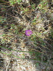 Lampranthus debilis