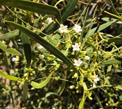 Myoporum platycarpum