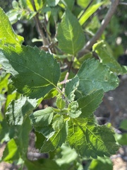 Aloysia barbata