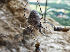 Araneus circe
