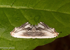 Rhombophylla edentata