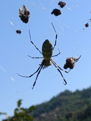 Trichonephila clavata