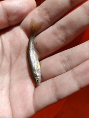 Rhynchocypris lagowskii