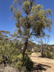 Myoporum platycarpum