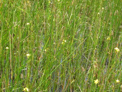 Bulbine monophylla