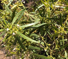 Myoporum platycarpum