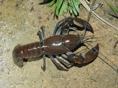 Cherax depressus