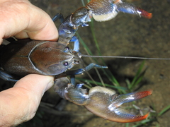 Cherax depressus