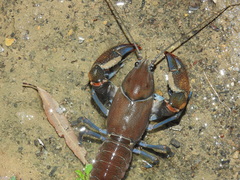 Cherax depressus