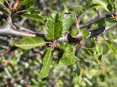 Bursera rupicola