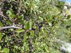 Bursera rupicola