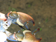 Cherax depressus