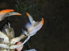 Cherax depressus