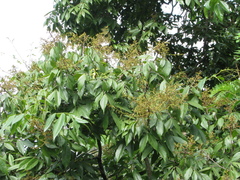 Sapindus laurifolius