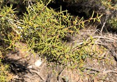Acacia colletioides