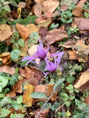 Centaurea phrygia
