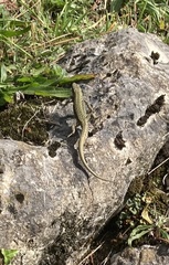 Podarcis liolepis