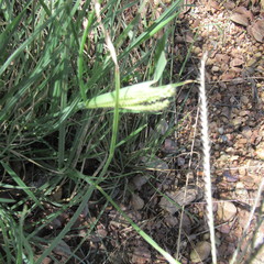 Chloris × subdolichostachya