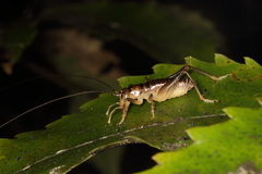 Hemiandrus pallitarsis